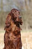 SETTER IRLANDAIS 429